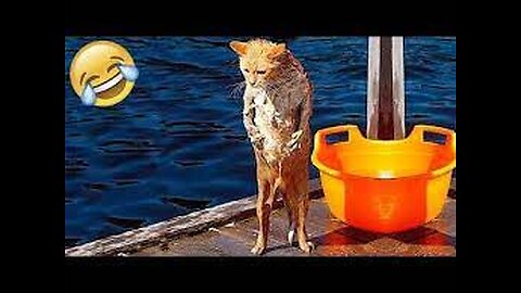 The Best Angry Dogs🐶 and Crazy Cats😹 Funny Videos 2022 (Honest Audio)