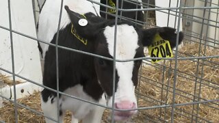 NYS Senators call for legislation to prevent theft of livestock