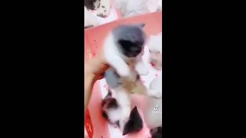 Cute cats - Funny cats _ Cat Videos Compilation _ Cute pets _ Funny Baby An