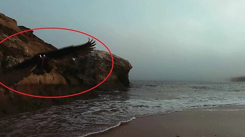 DRONE DESTROYED FROM SEAGULL ATTACK