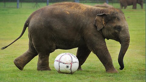 BABY ELEPHANT FALLS OVER AND GETS RESCUED 🤣🤣