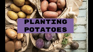 Planting Potatoes!