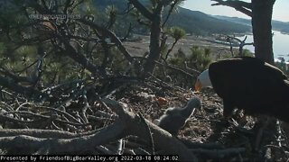 Hungry bald eagle chick grows in California nest