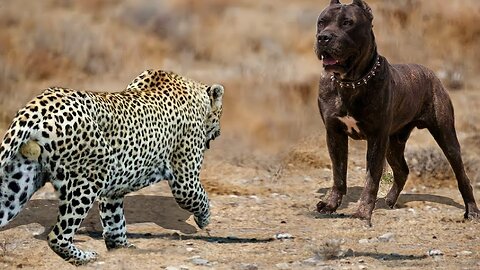 Wild Dog V_S Leopard _ Real Fight For Food