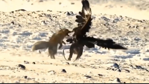 Eagle Attacks Fox In The Wild.mp4