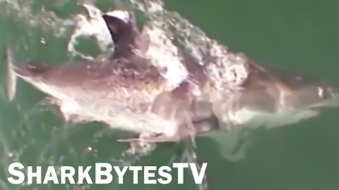 Shark Attack Caught on Video Shark Bytes TV Ep 43, Slow Motion Great White Breach