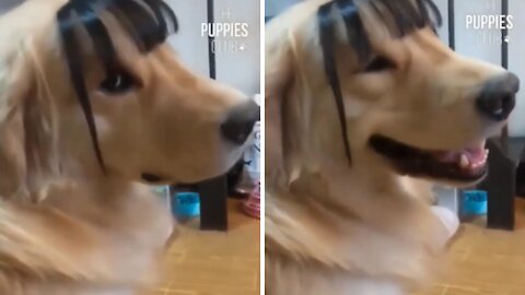 What happens when your dog wears a wig?