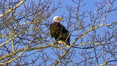 IECV NV #747 - 👀 American Bald Eagle Up High In The Neighbor's Tree 🦅 2-13-2019