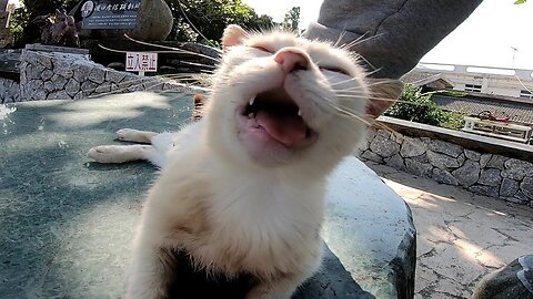 Stray cat expressing its joy aloud while being petted