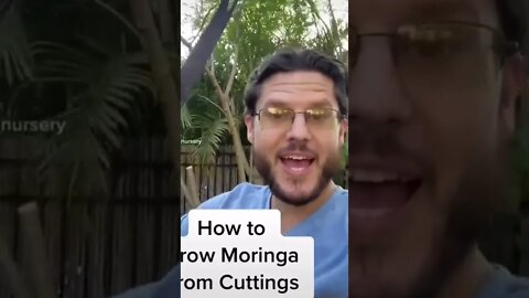 How to Grow Moringa From Cuttings