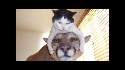 Try Not To Laugh Animals | Funniest Cat Videos In The World | Funny Animal Videos