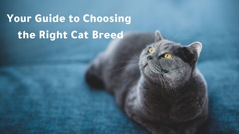 Your Guide to Choosing the Right Cat Breed