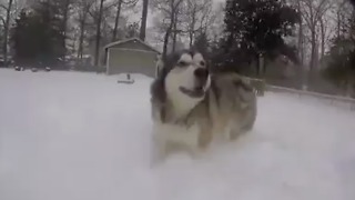 Alaskan Malamute so incredibly happy to be jumping through the snow