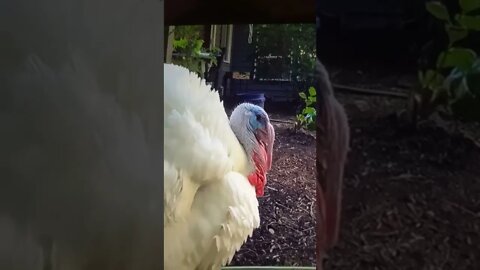 One Big Thomas Turkey