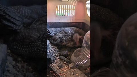 Confined injured baby guinea fowl has complete dust bath