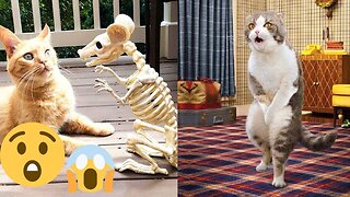Funny Animal Videos - Best Dogs And Cats Videos