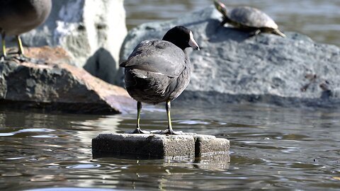 CatTV: Bird on Rock