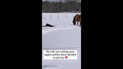 this person s wife was doing snow angels horse decided he liked the idea