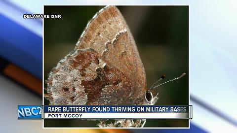 Rare butterfly thrives on, and because of, US military bases