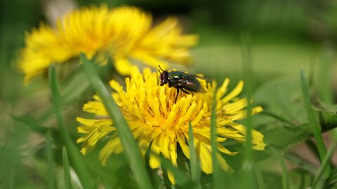 Fly on a Dandelion