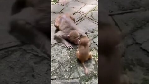 Mama Monkey kiss her baby