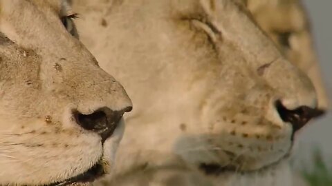 Best Lion Hunter Attack Video Compilation - Shows Lioness How To Hunt a Buffalo Elephant