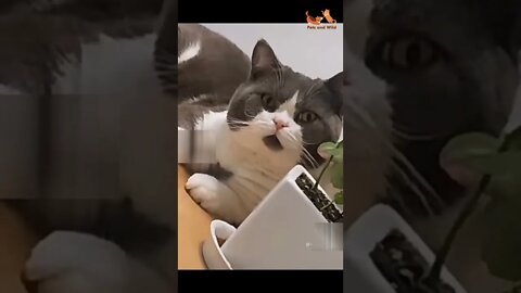 Funny Animals - Cute and Funny Animals Reaction Videos Compilation #41 | Pets and Wild