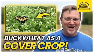 The Most Versatile Cover Crop: Buckwheat