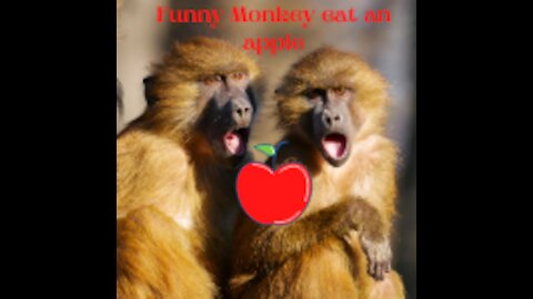 Funny and nice Monkey