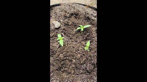 In my garden with my cannabis plant