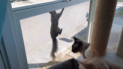 Brave Squirrel Raids Window Bird Feeder While Cats Watch