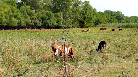 Коровы на пастбище-стадо коров на выгуле-звук животного корова-мычание коровы