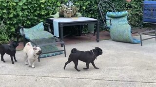 EXCITED PUGS