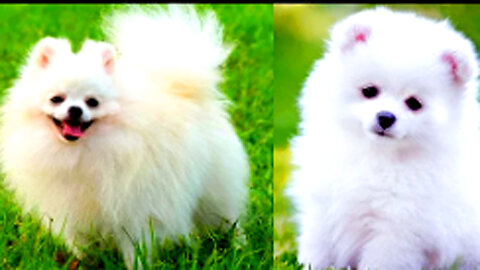 পমেরিয়ান কুকুরের দাম কেমন | Pomeranian Dog Price ||পমেরিয়ান কুকুর