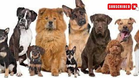 Top 10 Best Dog Breeds of the World