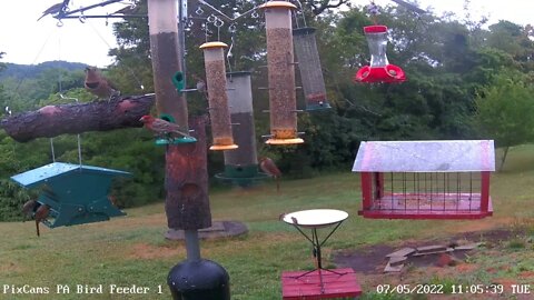 PA Feeder 1 - Northern Flicker