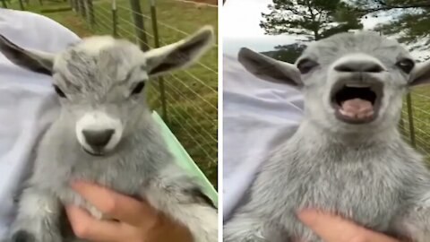 Small Little Goat Says Hey !