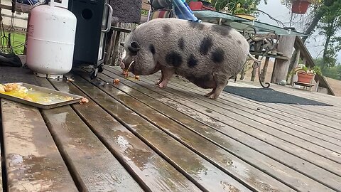 Ali the pig ￼