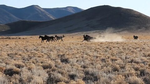 Wild Horses In Southern Colorado
