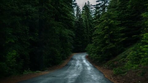 Road in Forest Cinematic Shot Free stock footage Free HD Videos no copyright