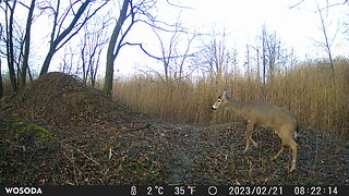Trail Camera: Whitetail Buck Lost His Antlers
