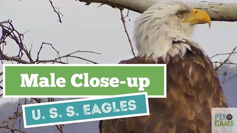 U. S. S. Bald eagles male