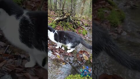 Mooshie through the stepping stones.