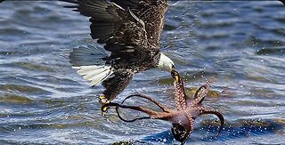 Eagle DIES While Hunting Octopus in Ocean