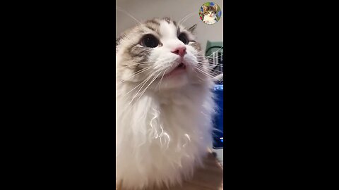 Cutest Cat In The World Compilation #2