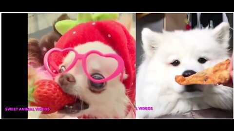 DOG reaction of eating! 🐕 AMAZING pet videos compilation of 2022🐕🐶