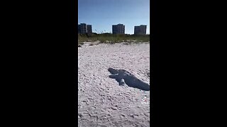 Livestream Highlights PT 1 - Gullible’s Island Beachwalk 4/1/2023 #SandSculpture #LiveStream