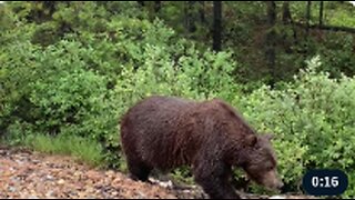 A Majestic Grizzly