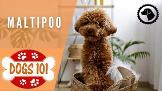Dogs 101 - MALTIPOO - Top Dog Facts about the MALTIPOO | DOG BREEDS 🐶 Brooklyn's Corner