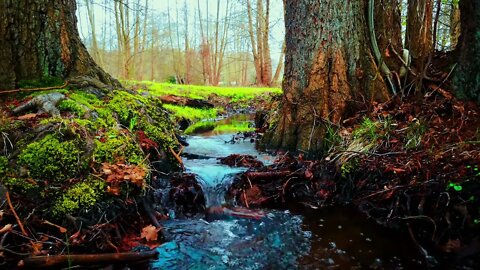 Forest Stream. The murmur of water. Relaxation sounds. Relax